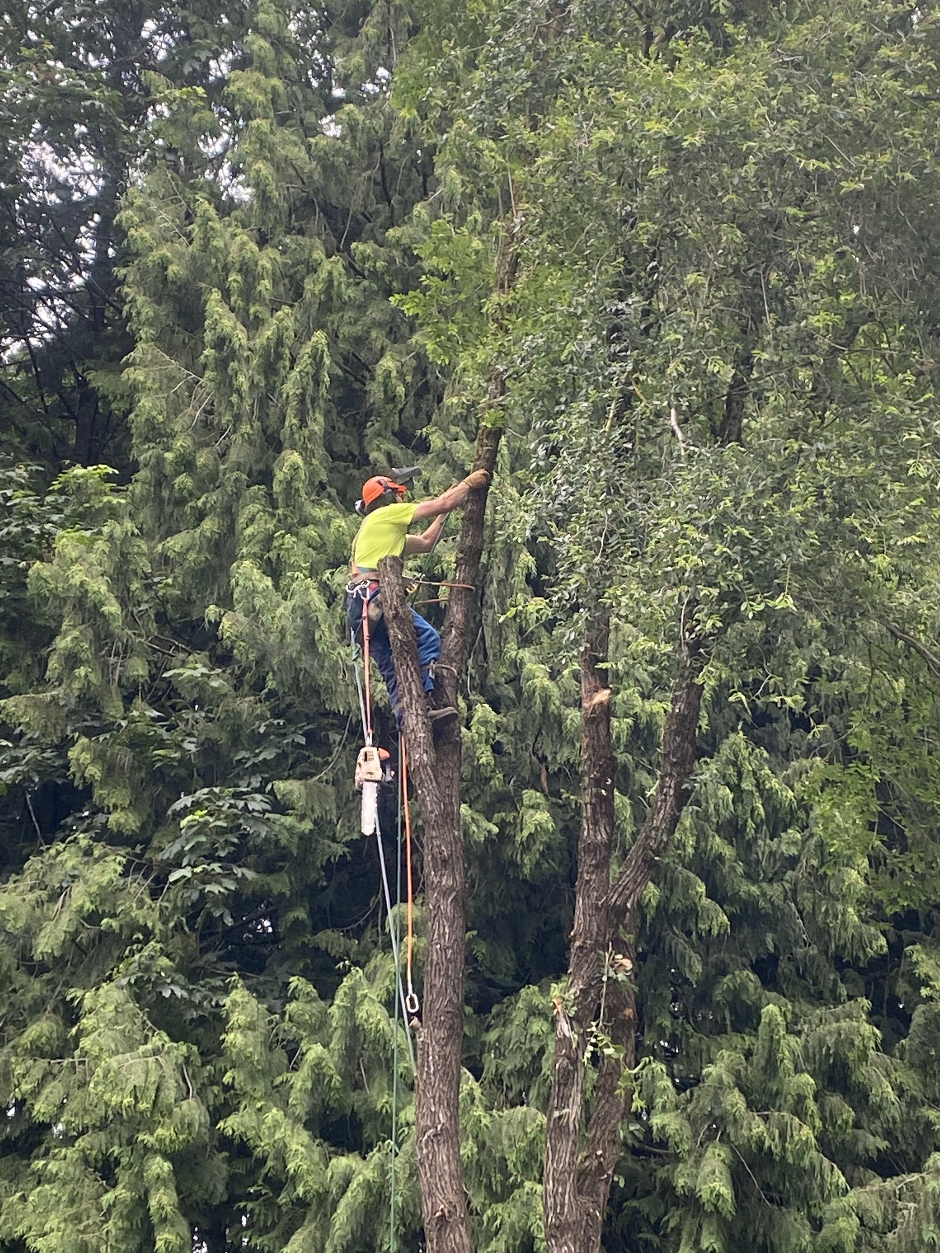 safely removing trees by professional climber