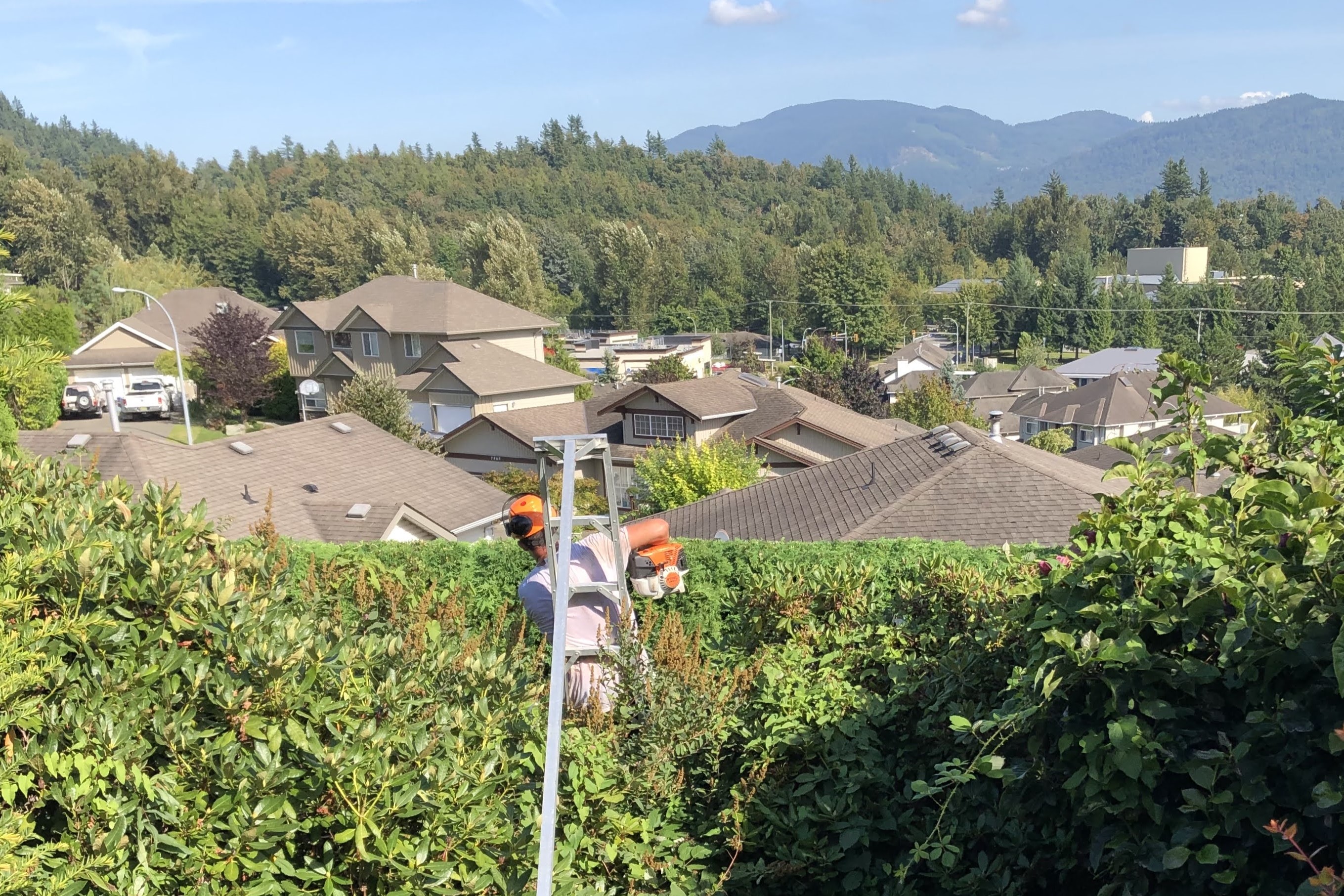 hedge trimming with city view